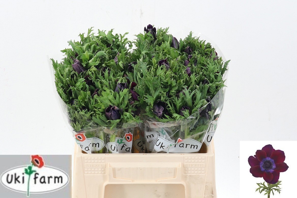 Анемон Галил Бордо 35 (бордо), шт.