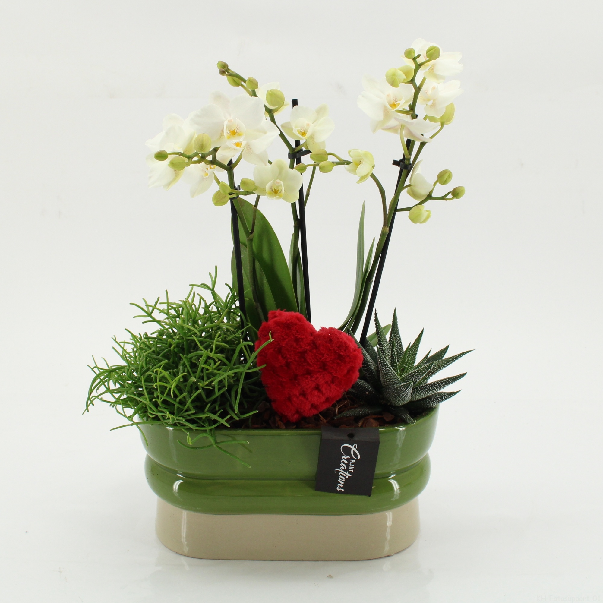 PHALRM-2614W Romantic Phalaenopsis, D 23