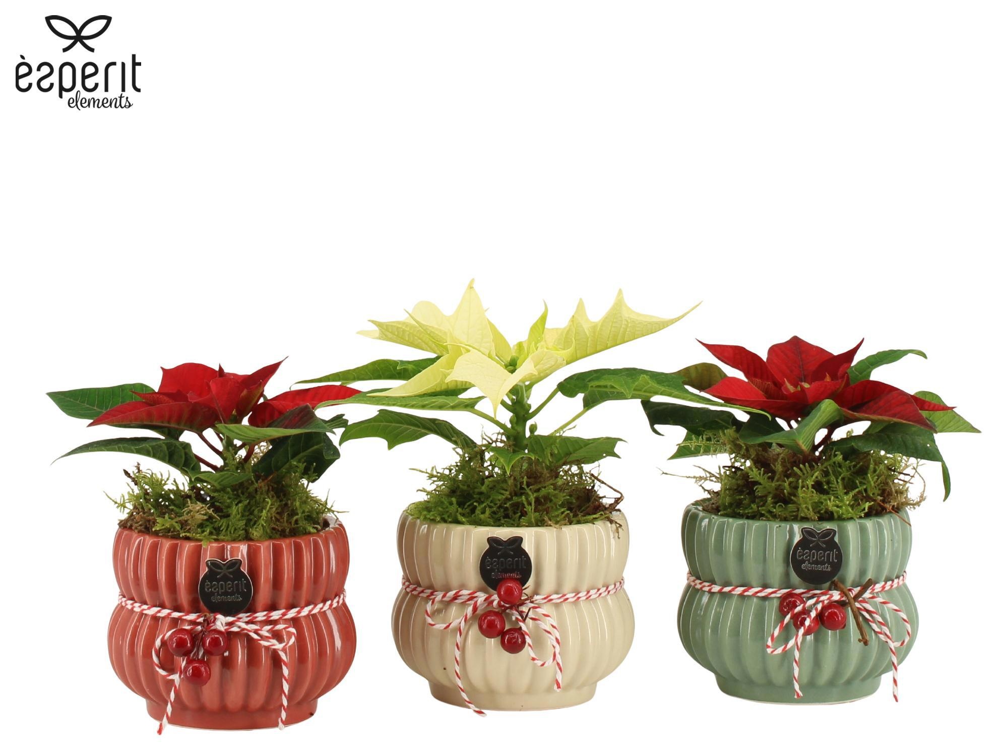 62076: X-mas arrangement, D 8