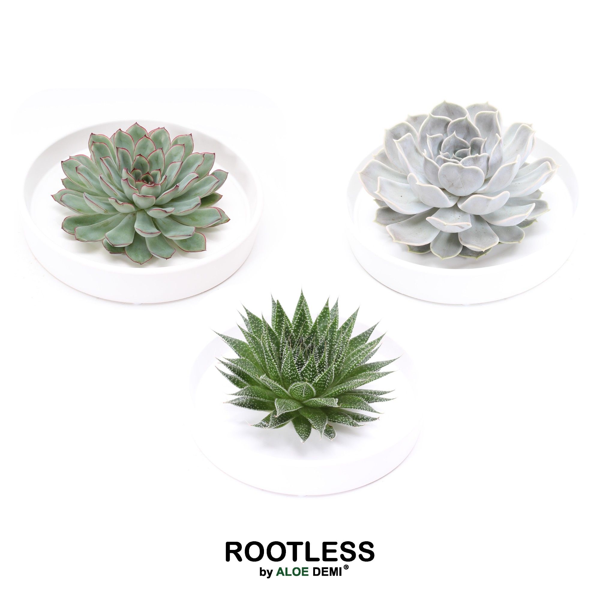 ROOTLESS Succulent, Tapir bowl, D 20 cm