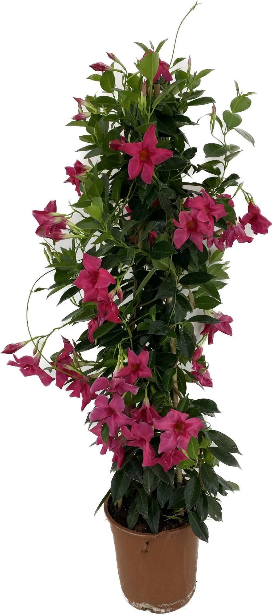 p22 Mandevilla duoboog Sun Early Pink, D 22