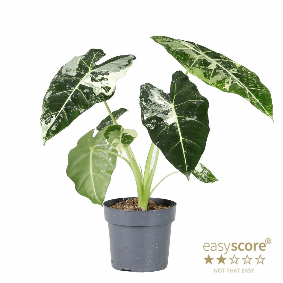 ALOCASIA MICHOLITZIANA ‘FRYDEK’, D 17