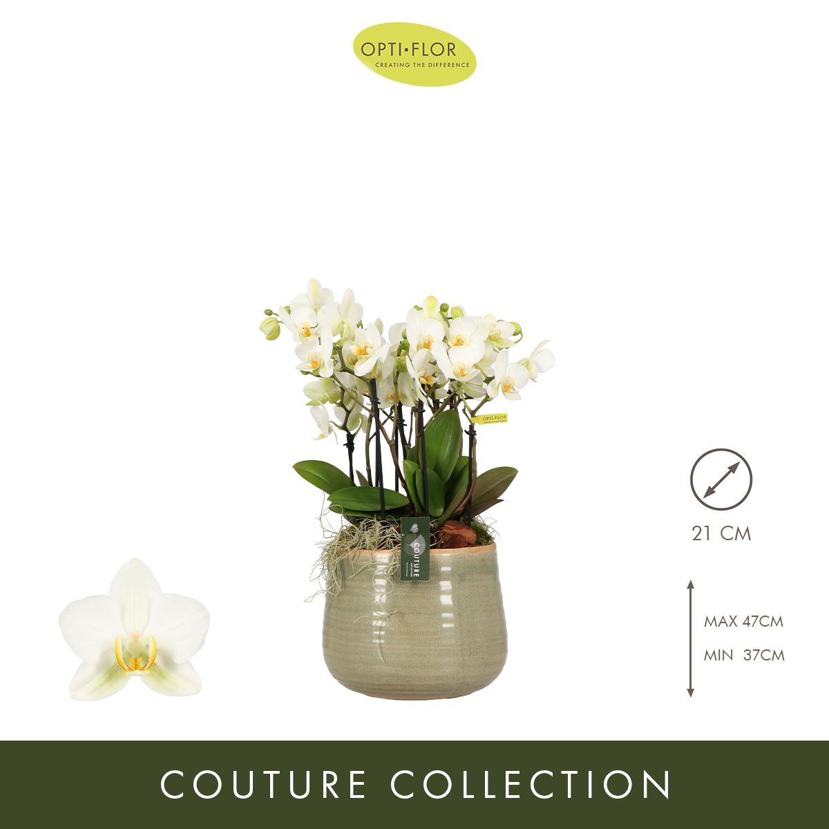 N°64 Boquetto Beauty, D 21 cm