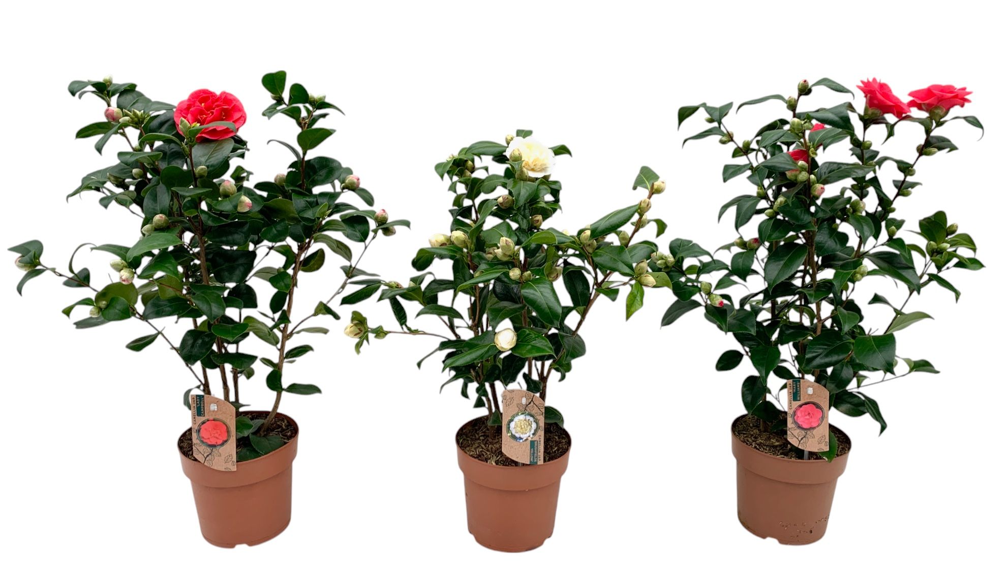 camellia 3 kleuren mix 20-25 knoppen, D 17