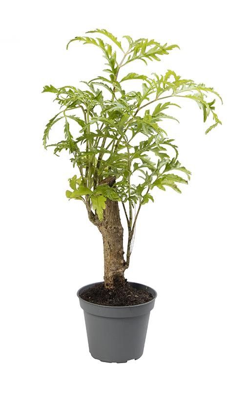 POLYSCIAS FILICIFOLIA, D 6