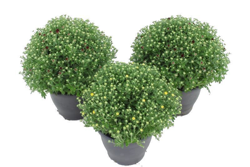 Chrysant (Indicum Grp) Amadore mix, D 23