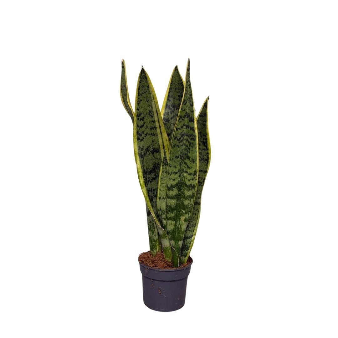 Sansevieria Laurentii, D 9