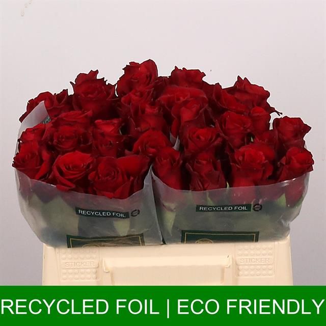 Роза од. Эксплорер 35 (красн.), шт.