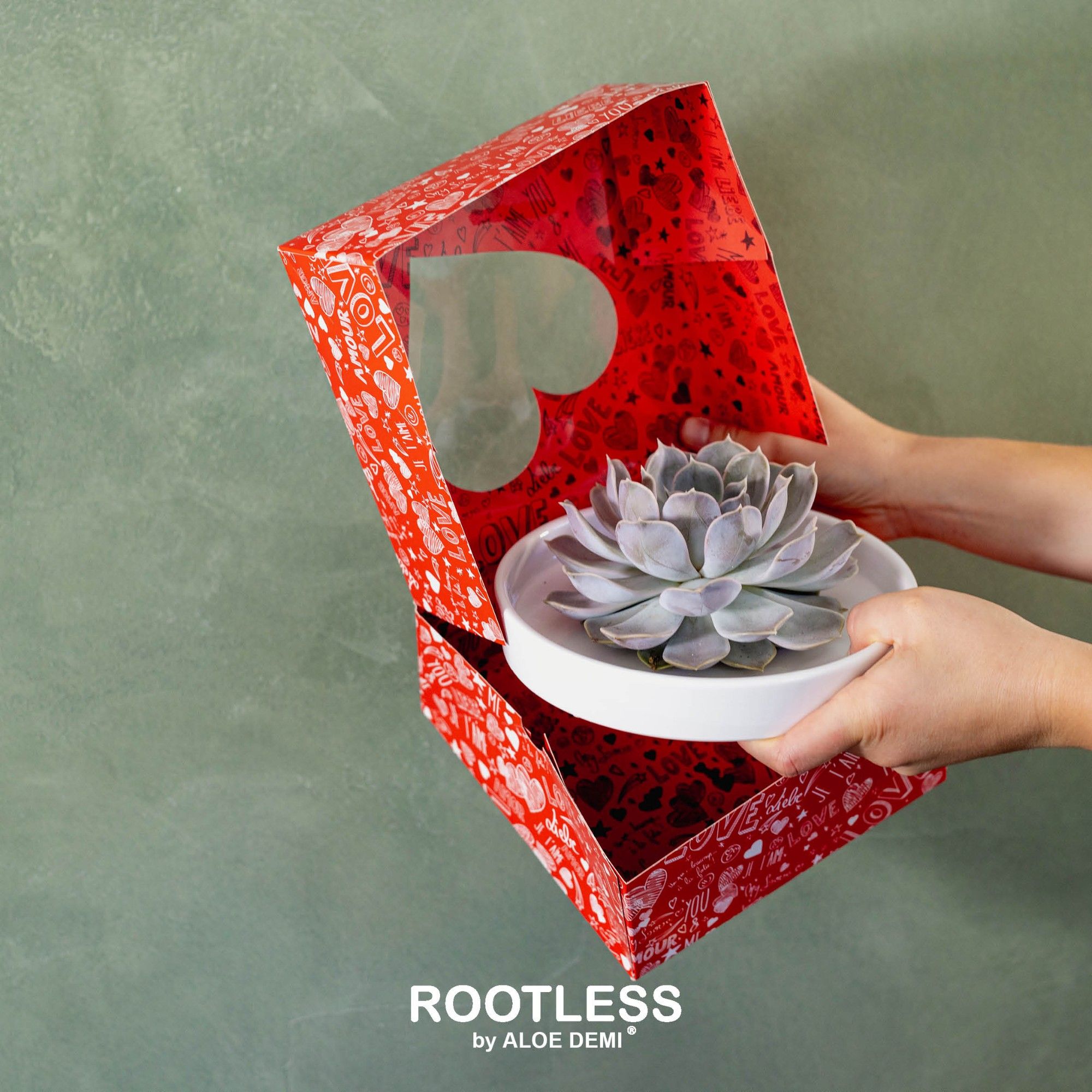 ROOTLESS Echeveria, Panda bowl - love box, D 20 cm