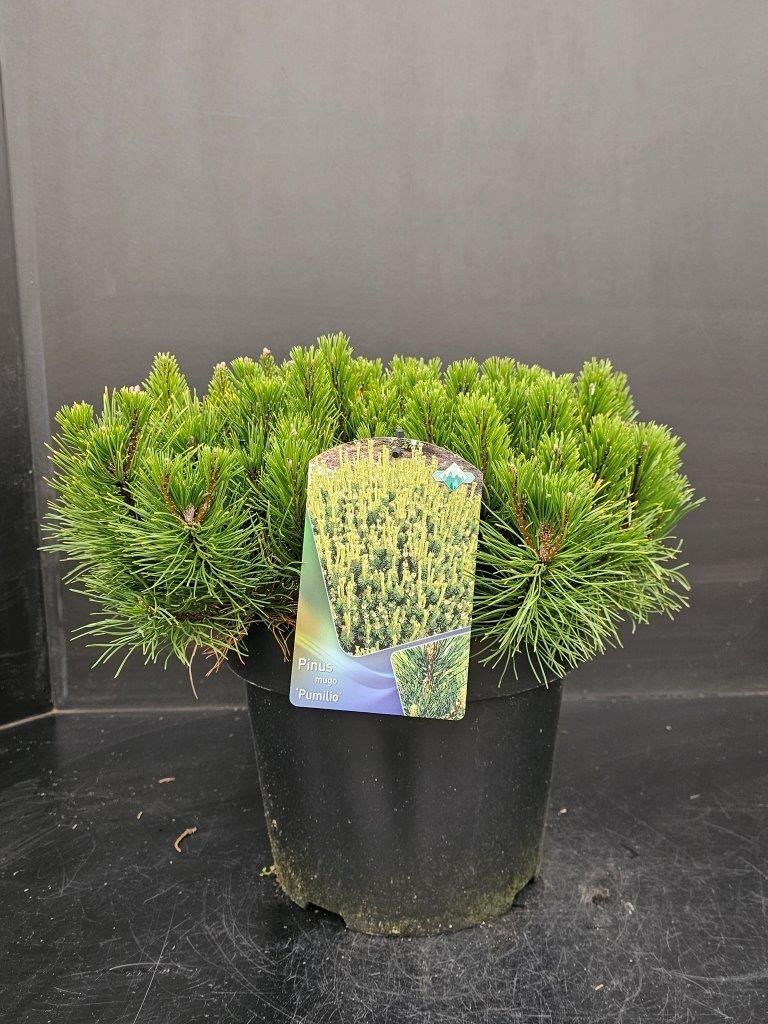 Pinus mugo pumilio, D 29