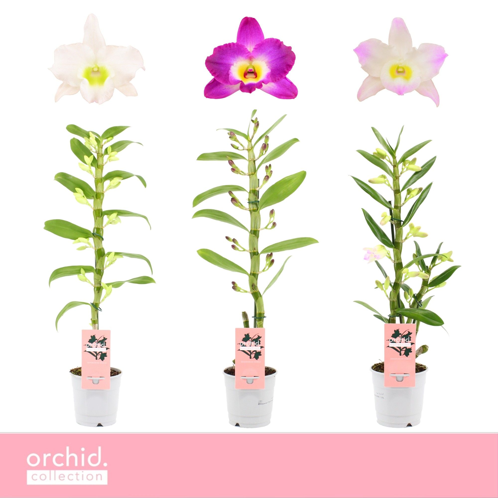 Dendrobium Nobilé, Mix 1-spike 'Orchid Collection', D 12