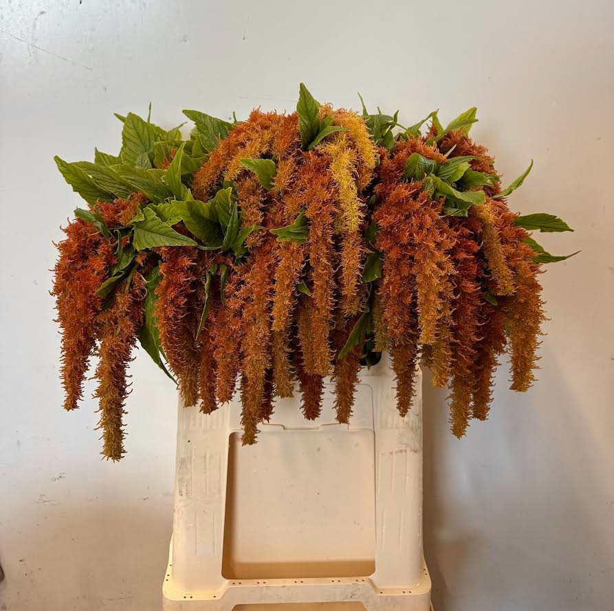 Амарантус Браун Спайдер 75, шт.