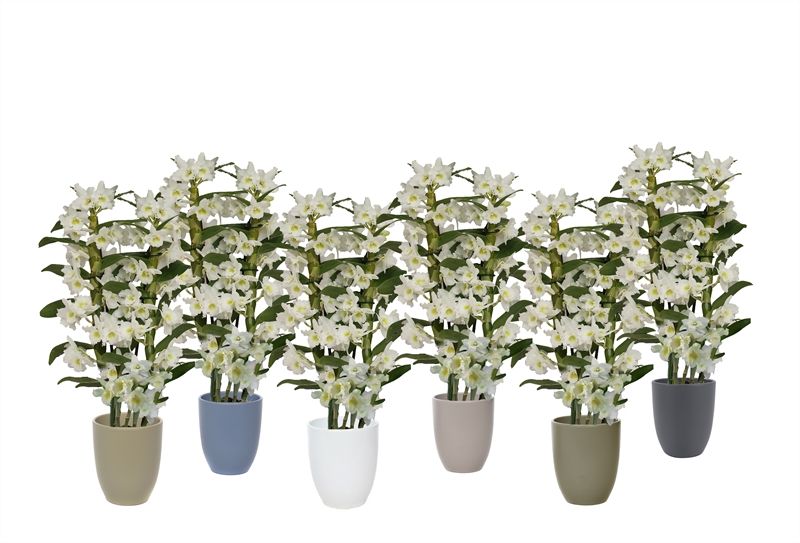 Hugo p12 mix nature Dendr Nobile Apollon 2T16+tros regular, D 12 cm