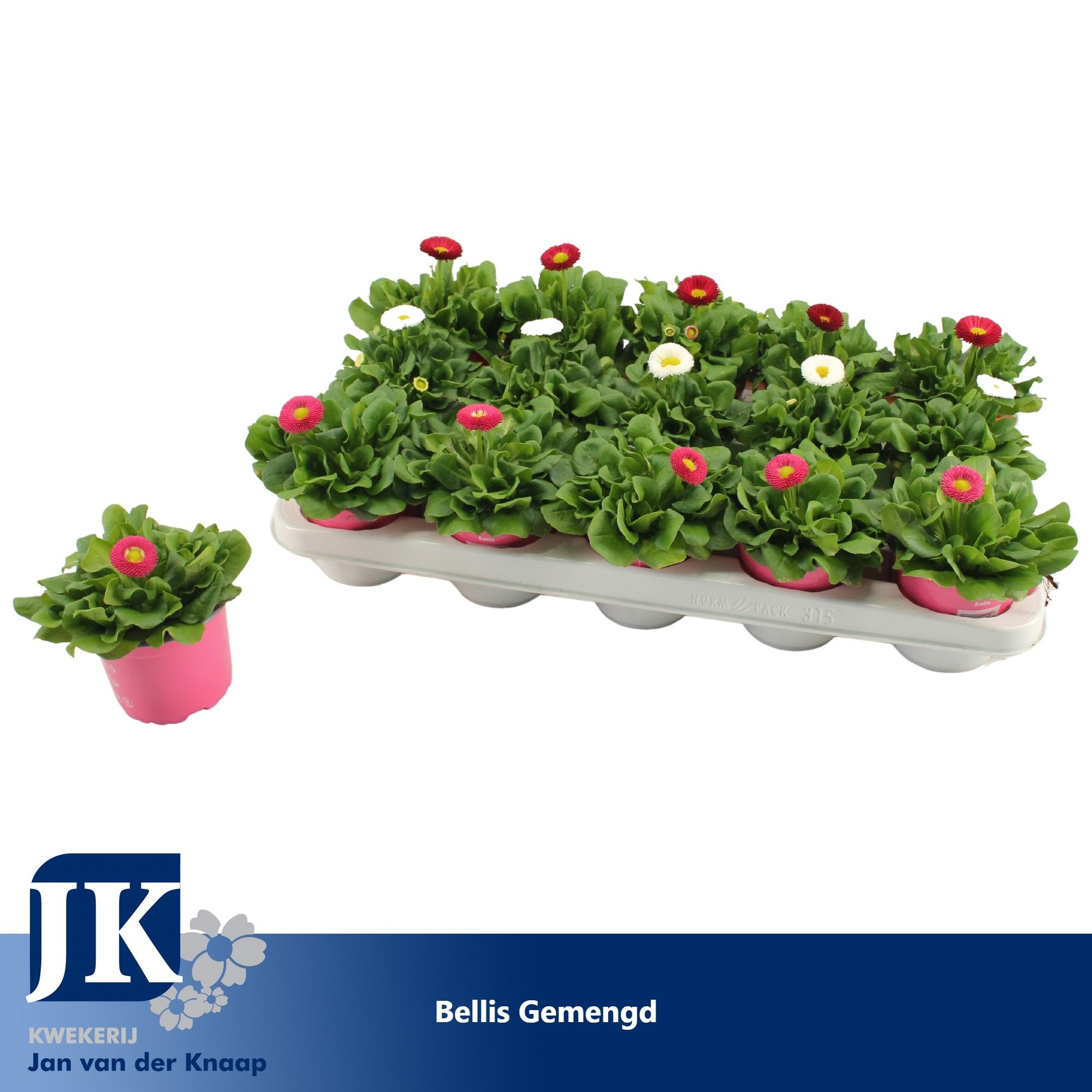 Bellis Gemengd p 10.5, D 10,5