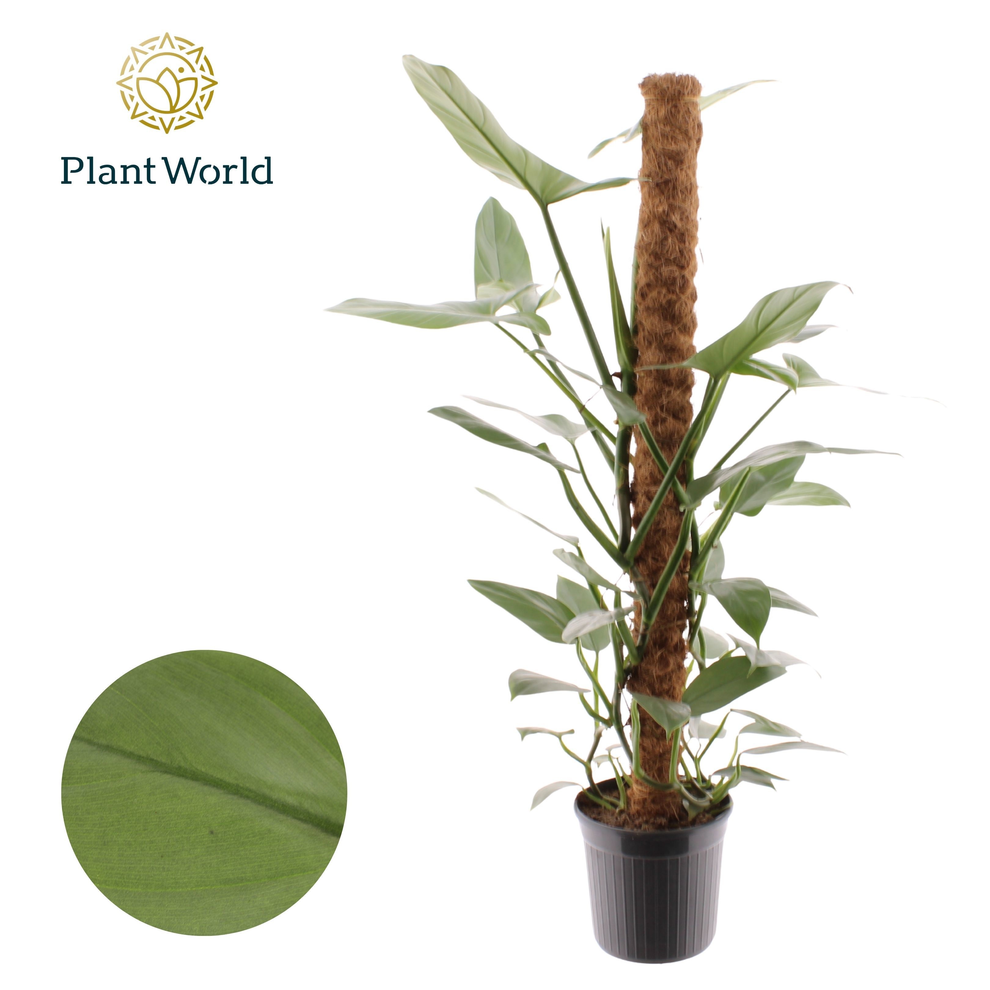 Philodendron Silver Sword Mosstok 100 cm, D 20