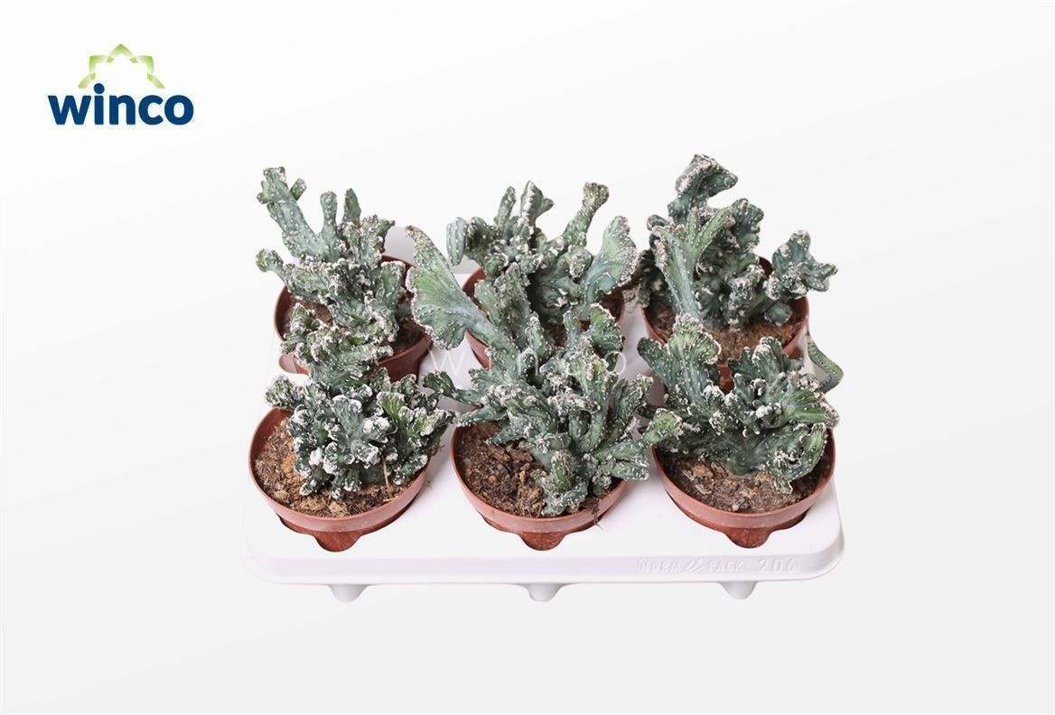 Monvilea Spegazinni Cristata, D 12