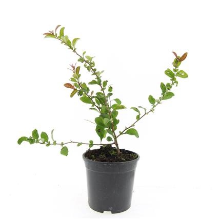 Chaenomeles sup. 'Jet Trail', D 14 cm