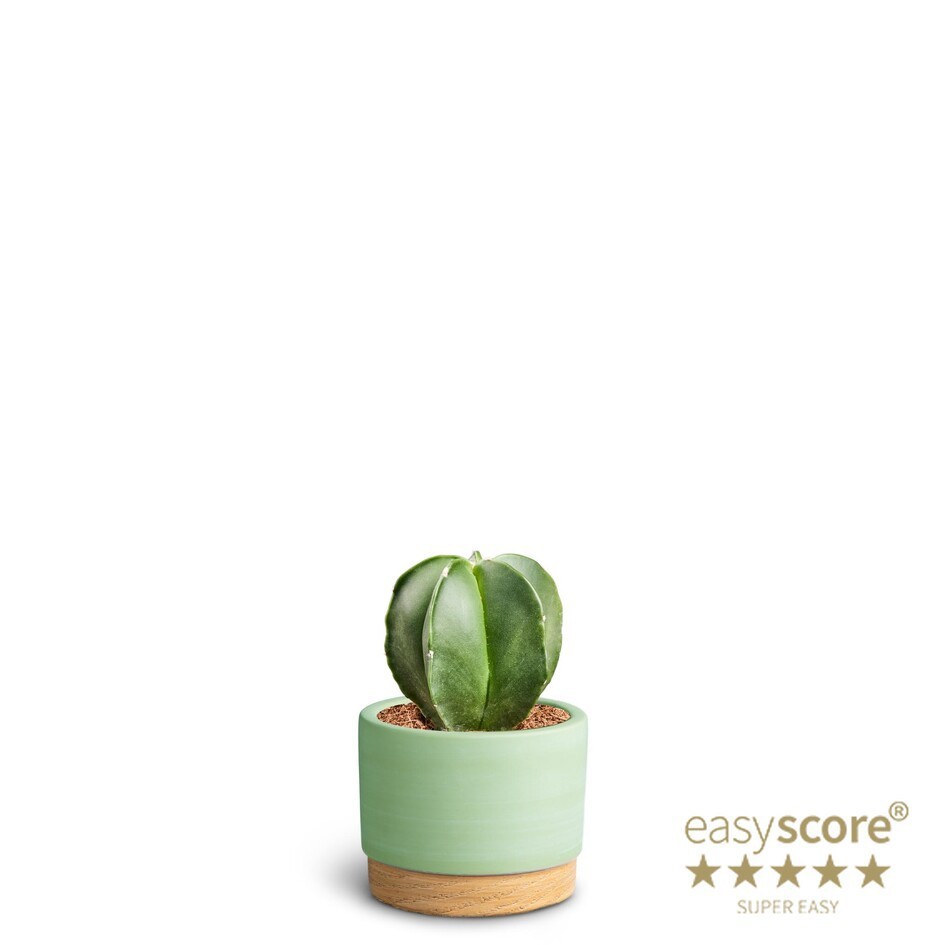 ASTROPHYTYM MYRIOSTIGMA 40660388 WB Matcha, D 7 cm