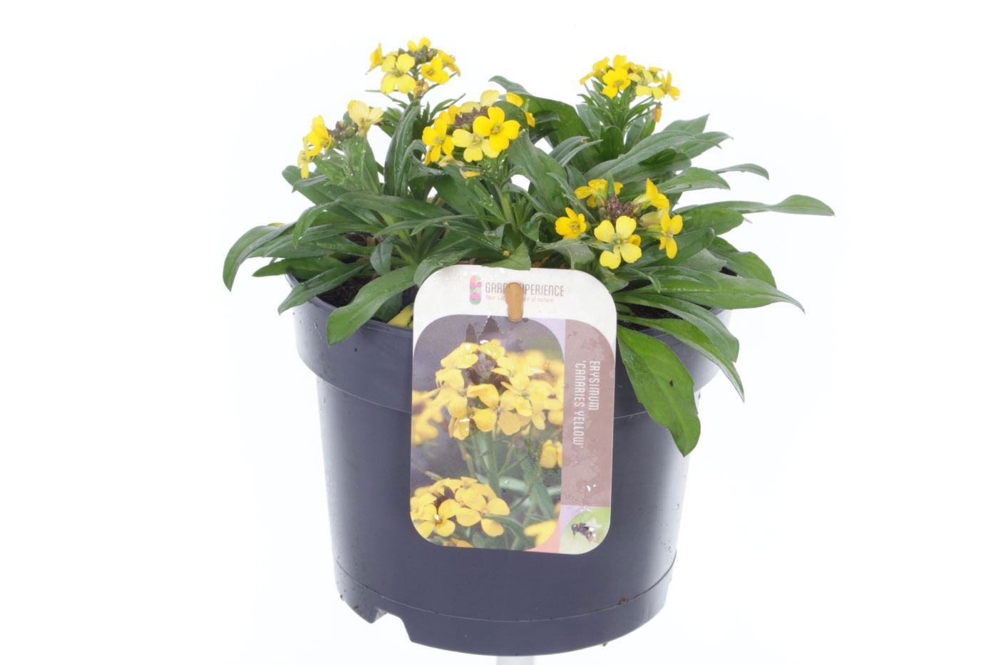 Erysimum Canaries Yellow, D 17