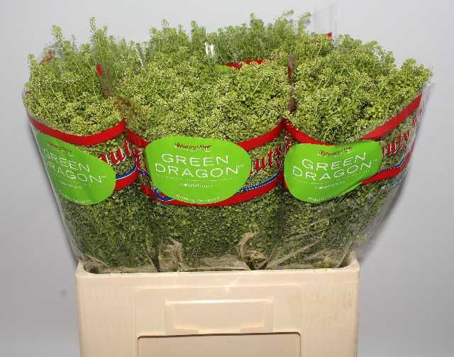 Тласпи Грин Драгон 60 (зел.), шт.