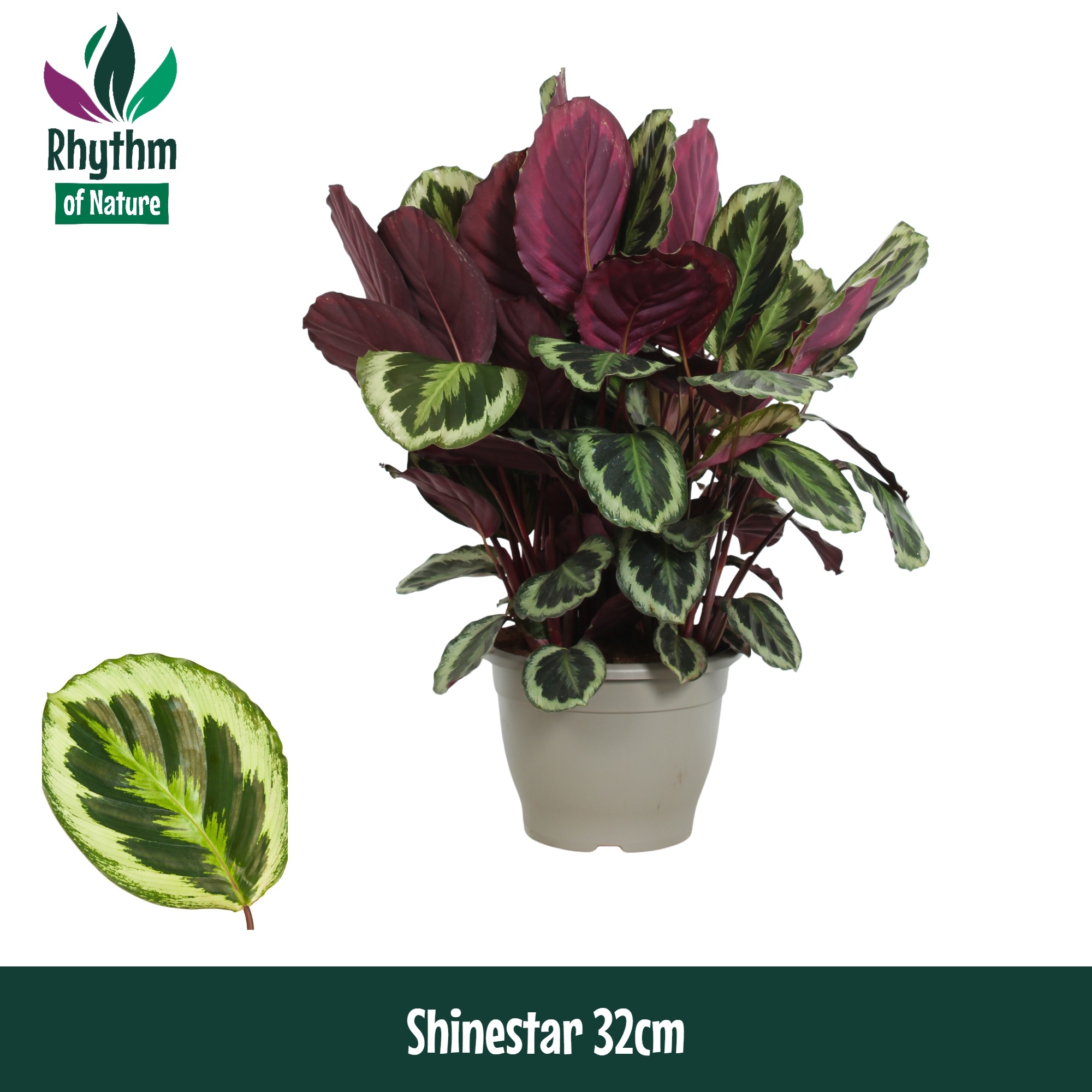 Calathea 32cm Shinestar - Rhythm of Nature, D 32