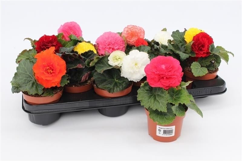 Begonia Tuberosa Mix, D 10,5