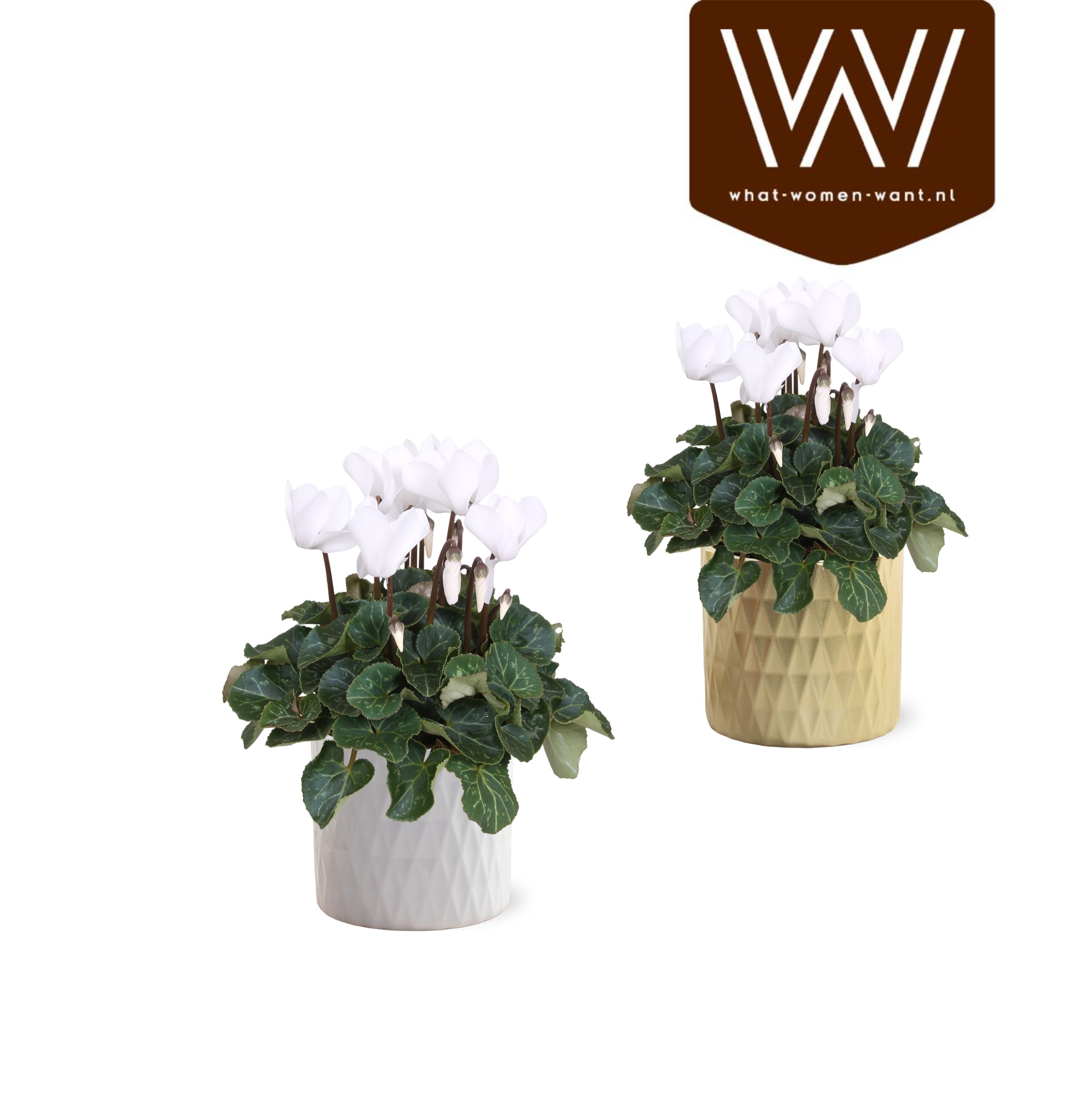 Collectie "Luxury World" Cyclamen wit in keramiek Paige, D 14 cm Collectie "Luxury World" Cyclamen wit in keramiek Paige, D 14 cm