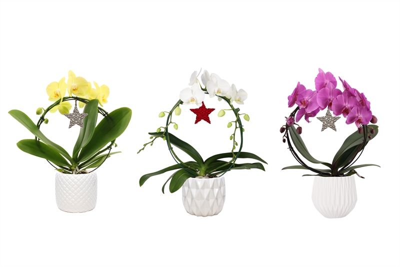 Dolomite p12 White mix Phal boog mix 2T12+, D 12