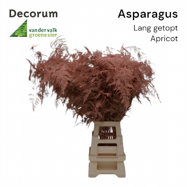 Аспарагус Овериг Крашеный (краш. ) 85, шт.