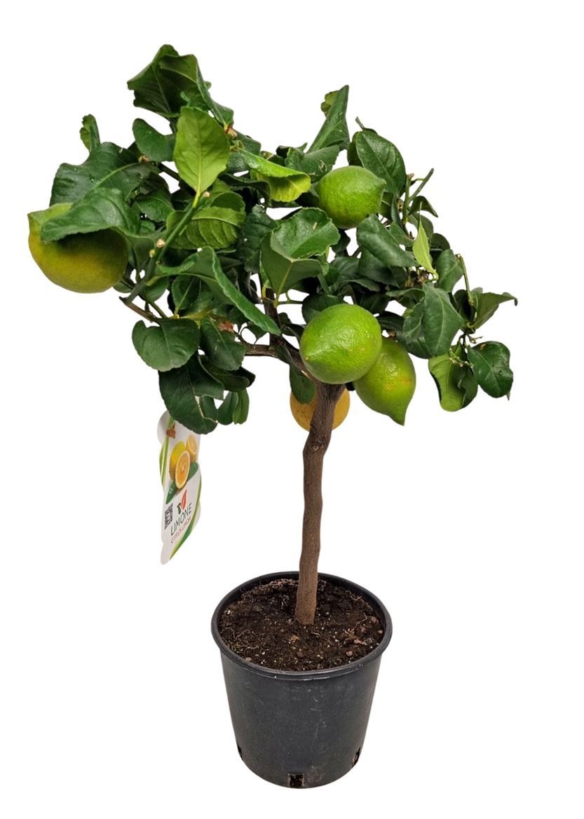 Citrus Lemon Stem, D 21