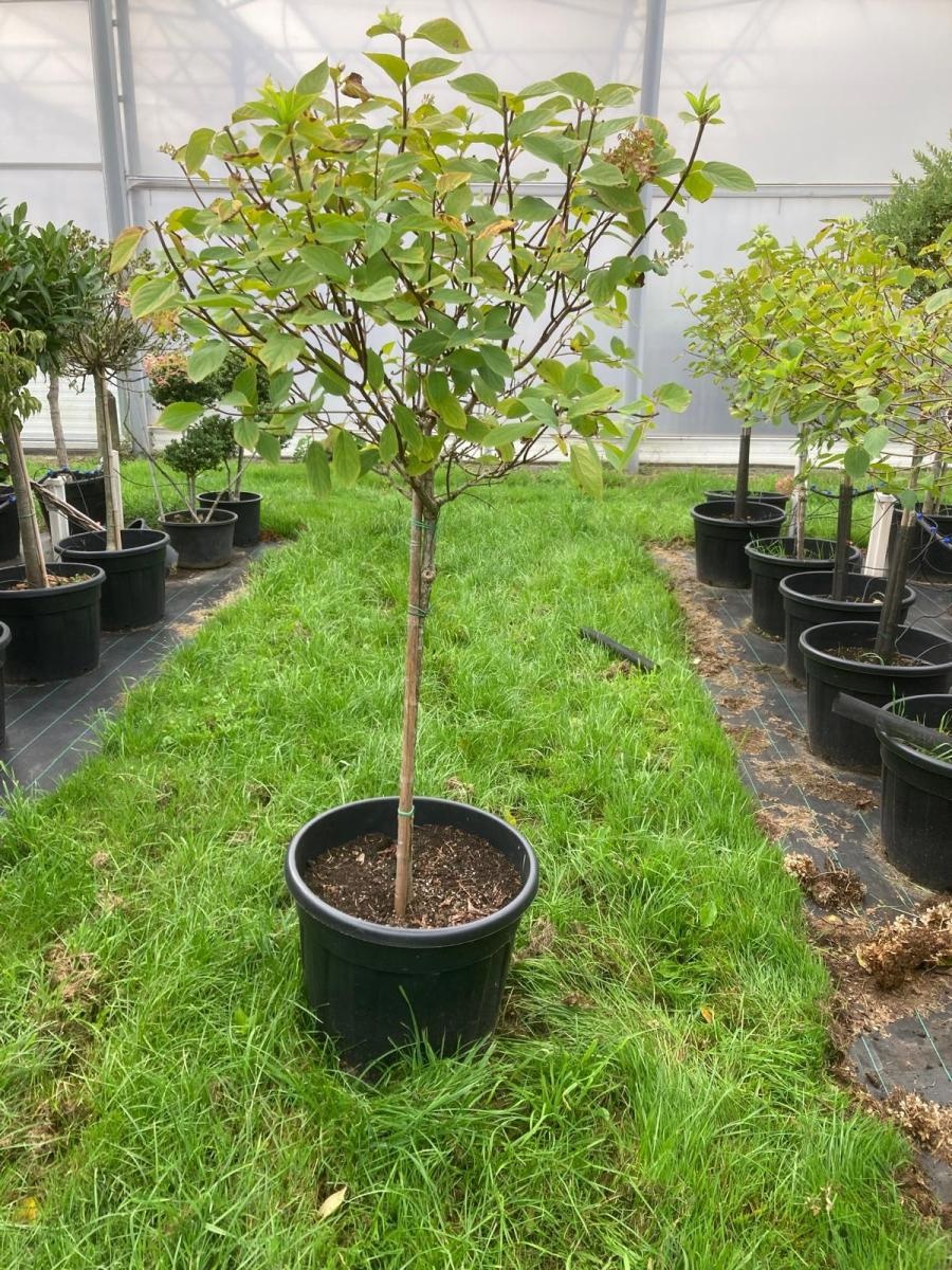 Hydrangea pan. 'Phantom', D 55