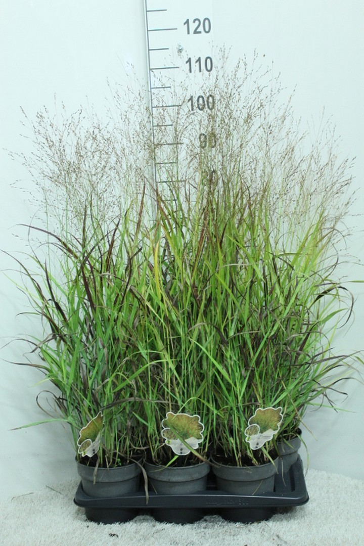 Panicum virg. 'Shenandoah' P17, D 17