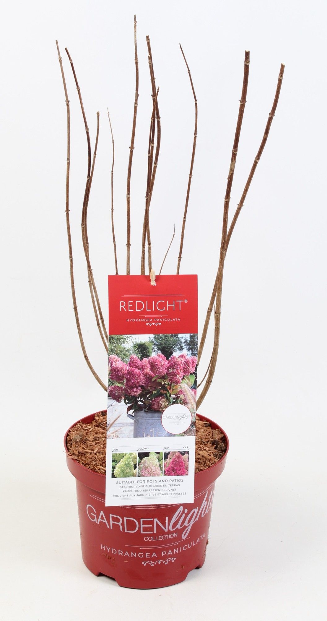 Hydrangea Paniculata (Gardenlight) Redlight 17 cm, D 17