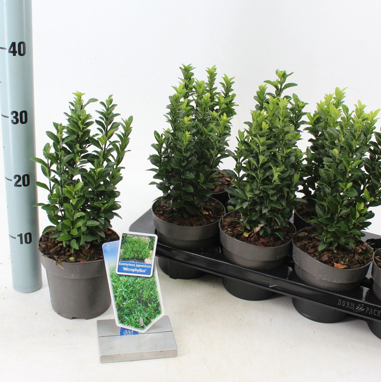 Euonymus jap. 'Microphyllus', D 13 cm