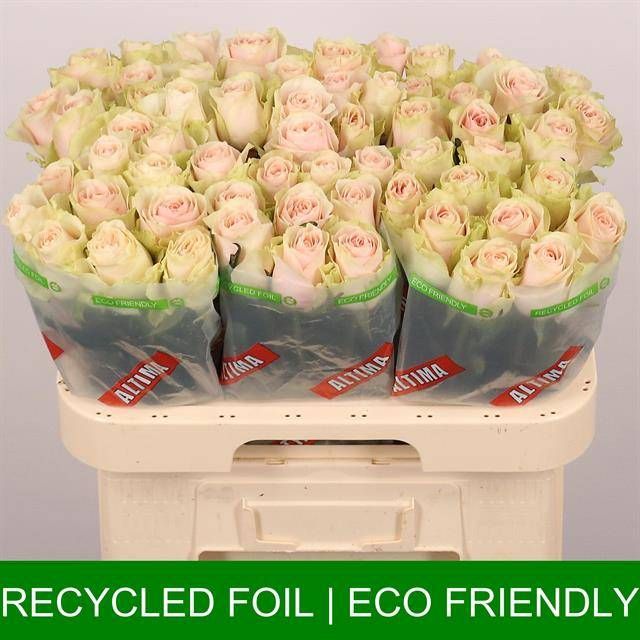 Роза од. Фруттето 60, шт.