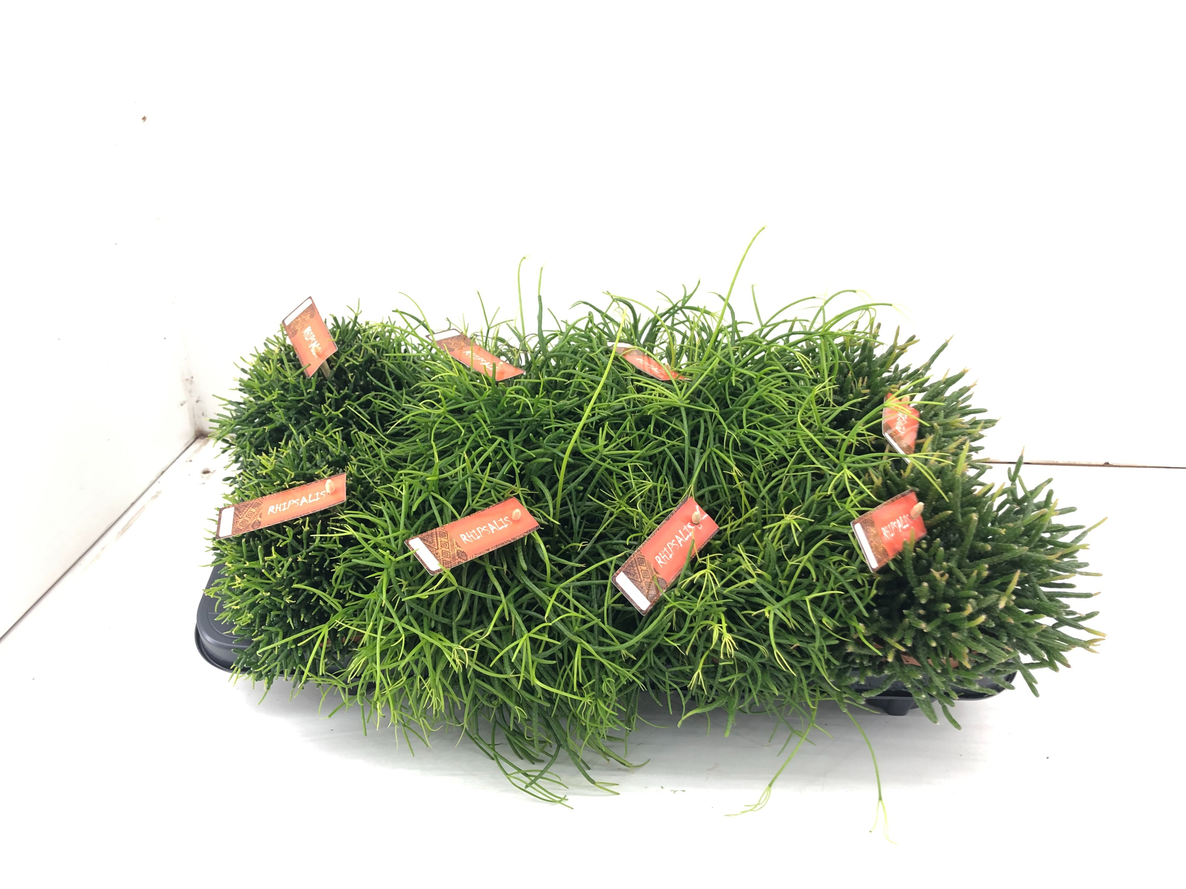 Rhipsalis MIX, D 12