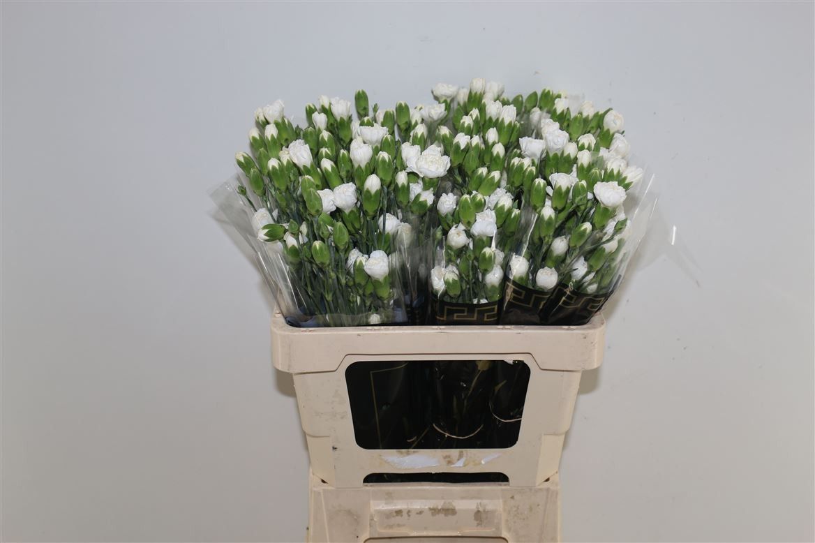 Диантус куст. Артик, шт.