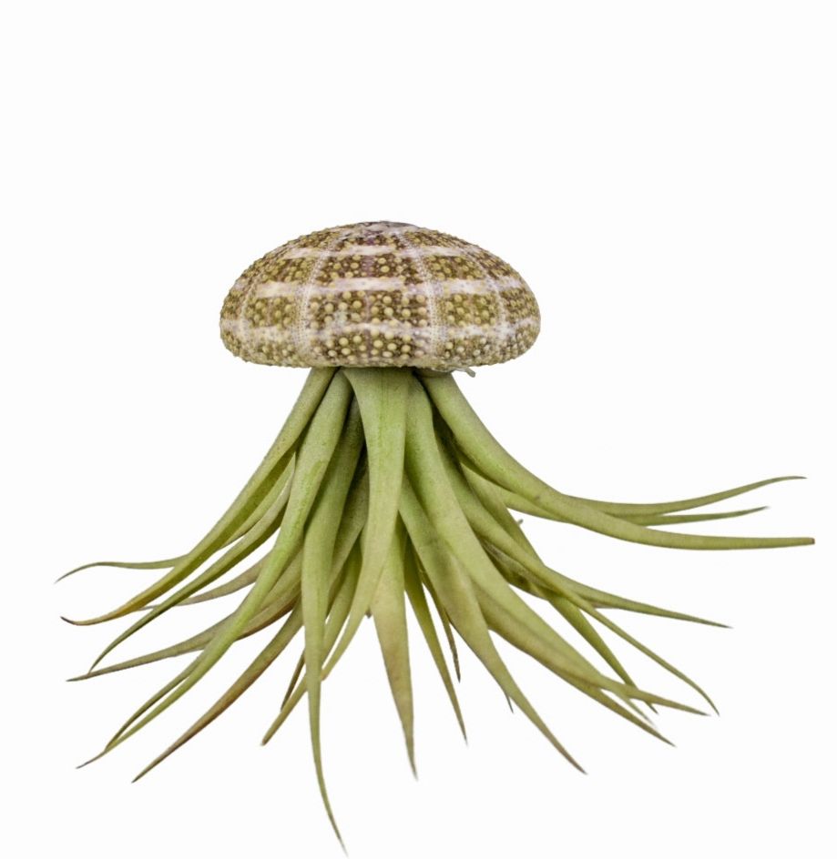 Tillandsia schelp large, D 6