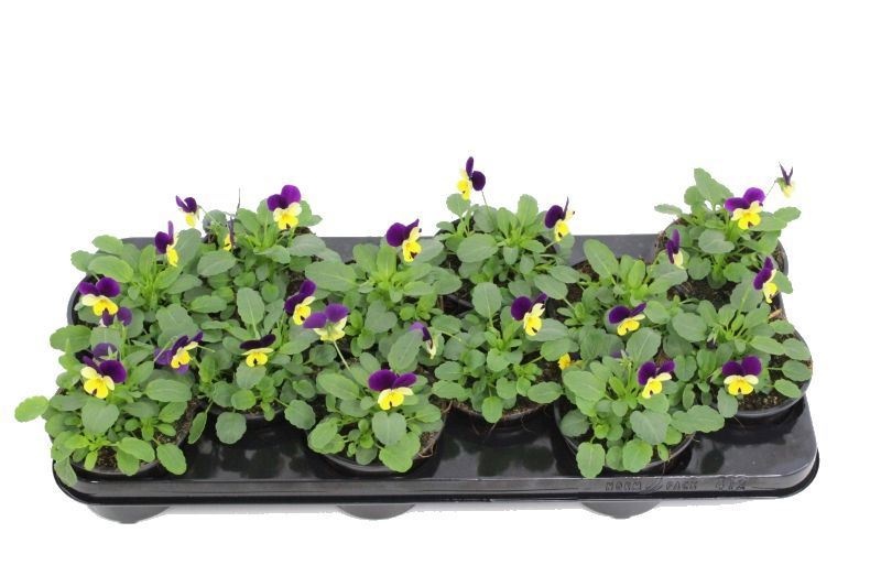 Viola cornuta Sorbet Lemon Purple, D 11 cm