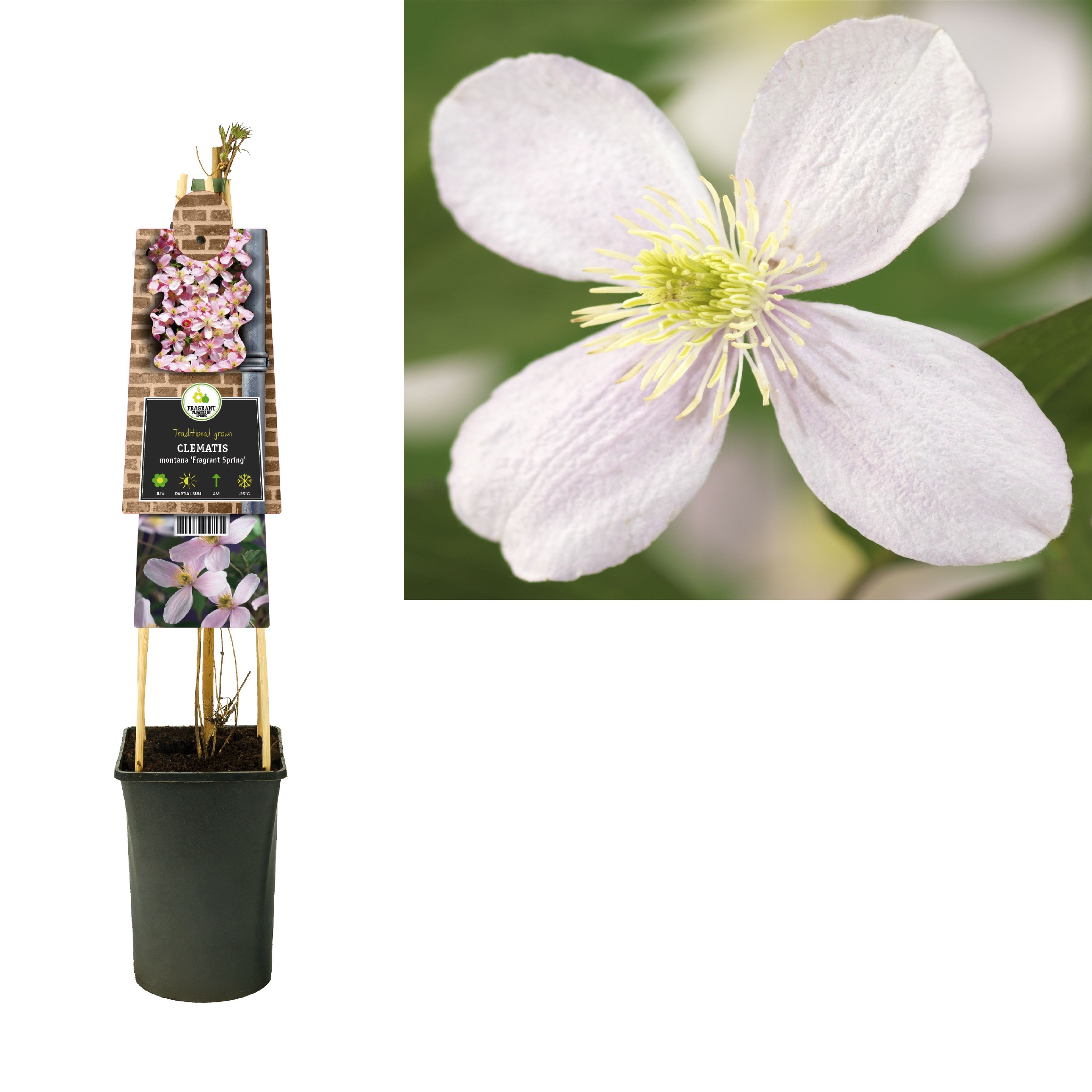 Clematis montana 'Fragrant Spring' +3.0 label, D 17 cm