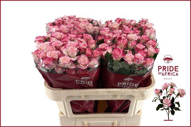 Роза куст. Рефлекс 70, шт. Роза куст. Рефлекс 70, шт.