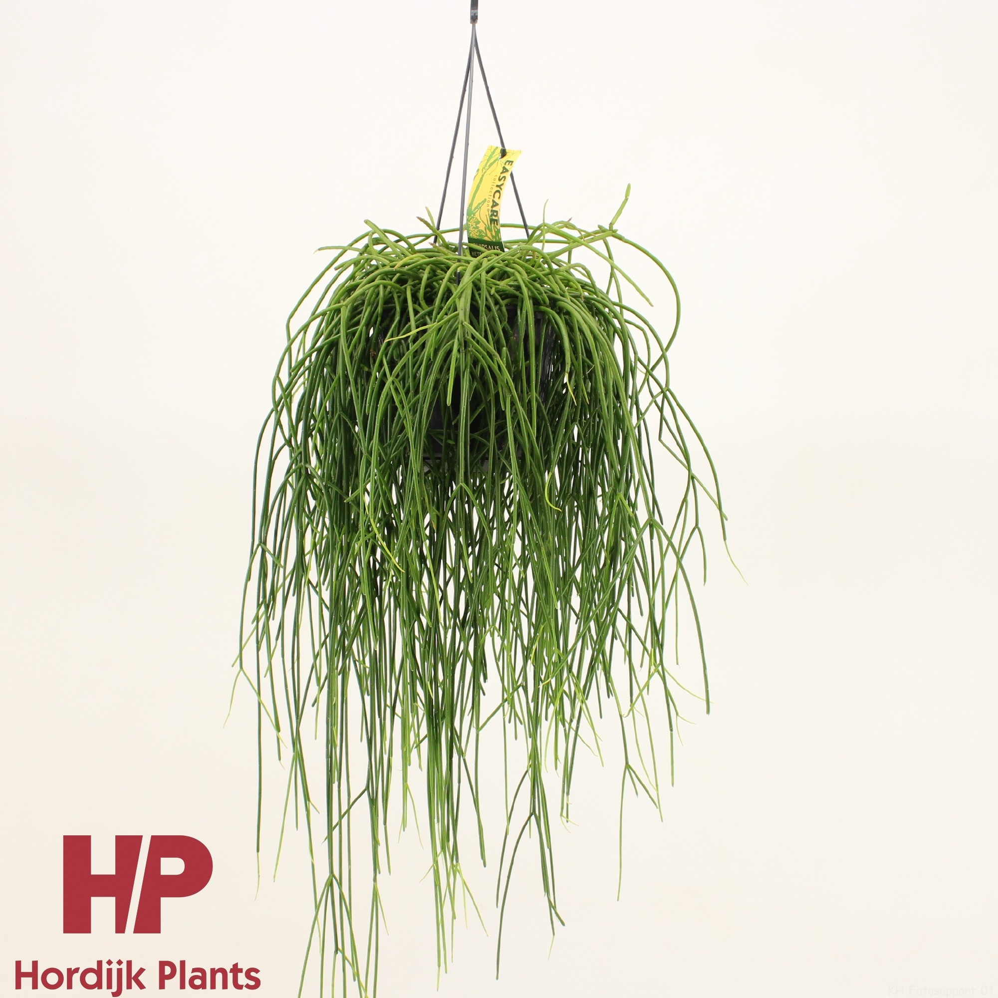 Rhipsalis shaferi, D 15