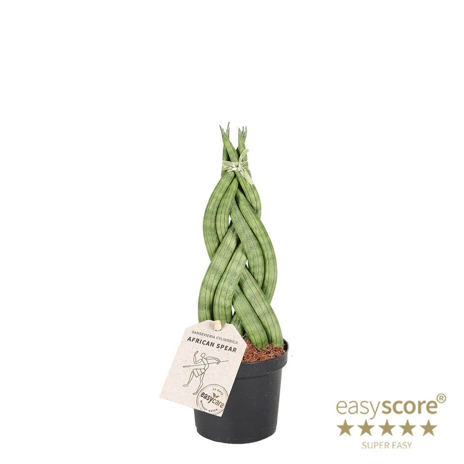 SANSEVIERIA CYLINDRICA 'Braid', D 9