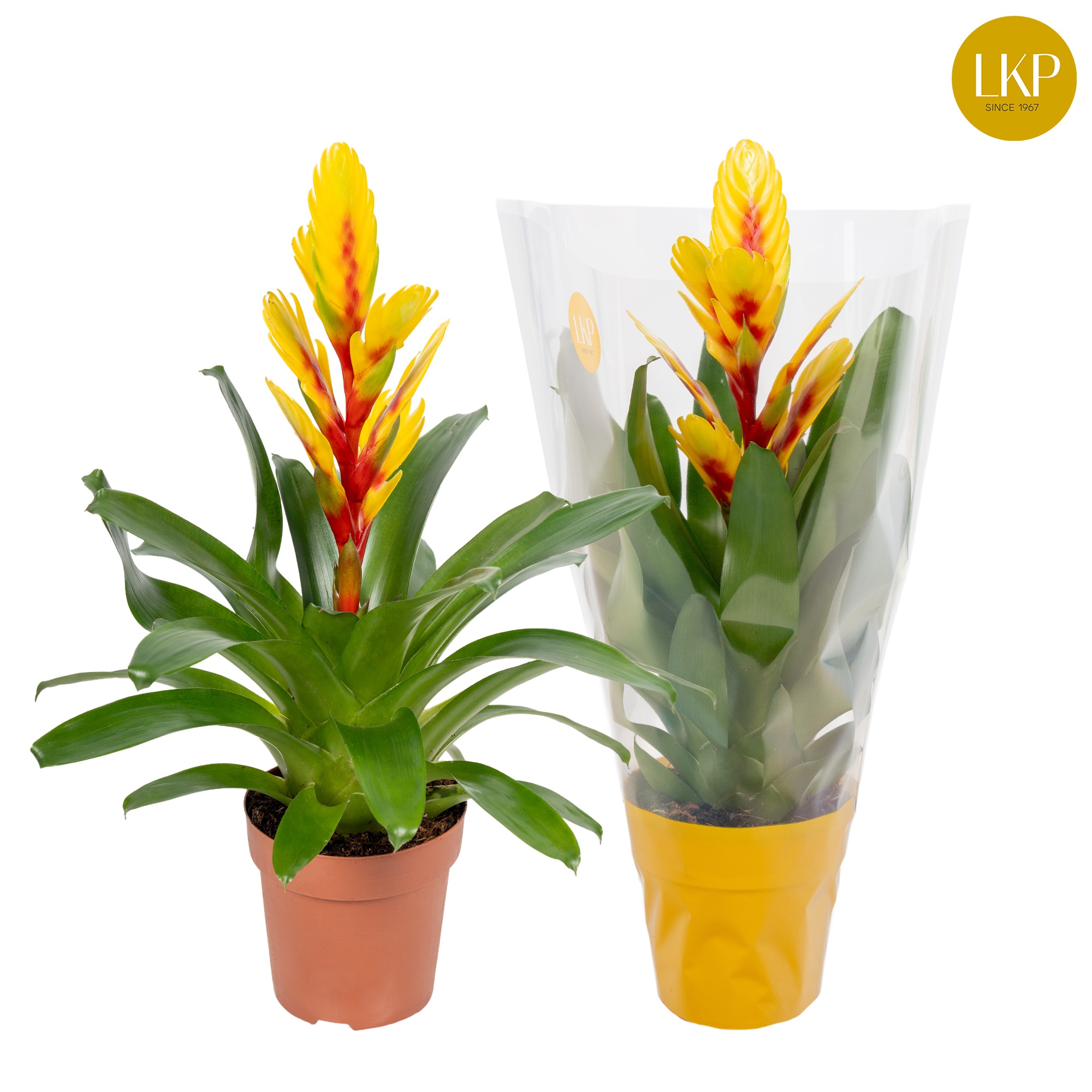 Vriesea Int Yellow Flame Geel (Met Hoes), D 12