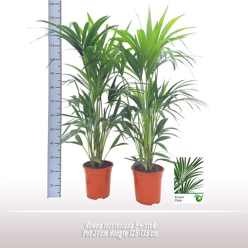 Howea forsteriana, D 21 cm