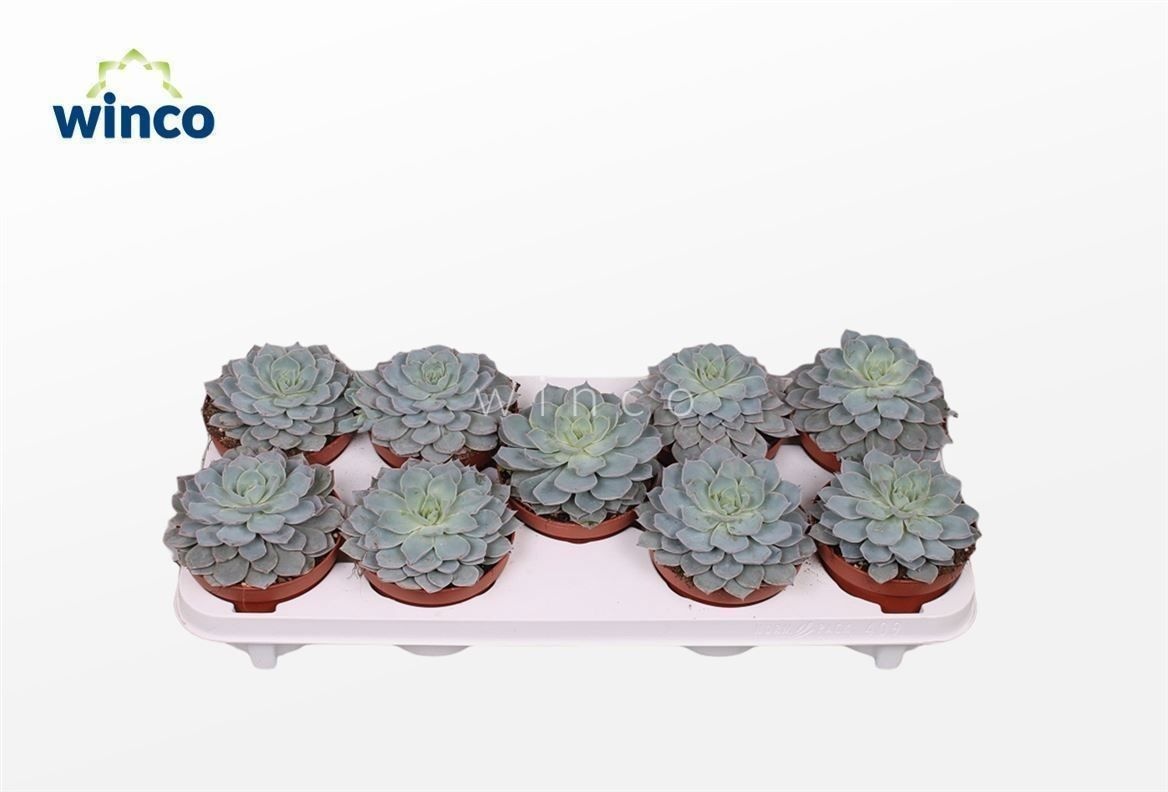 Echeveria Colorata, D 12