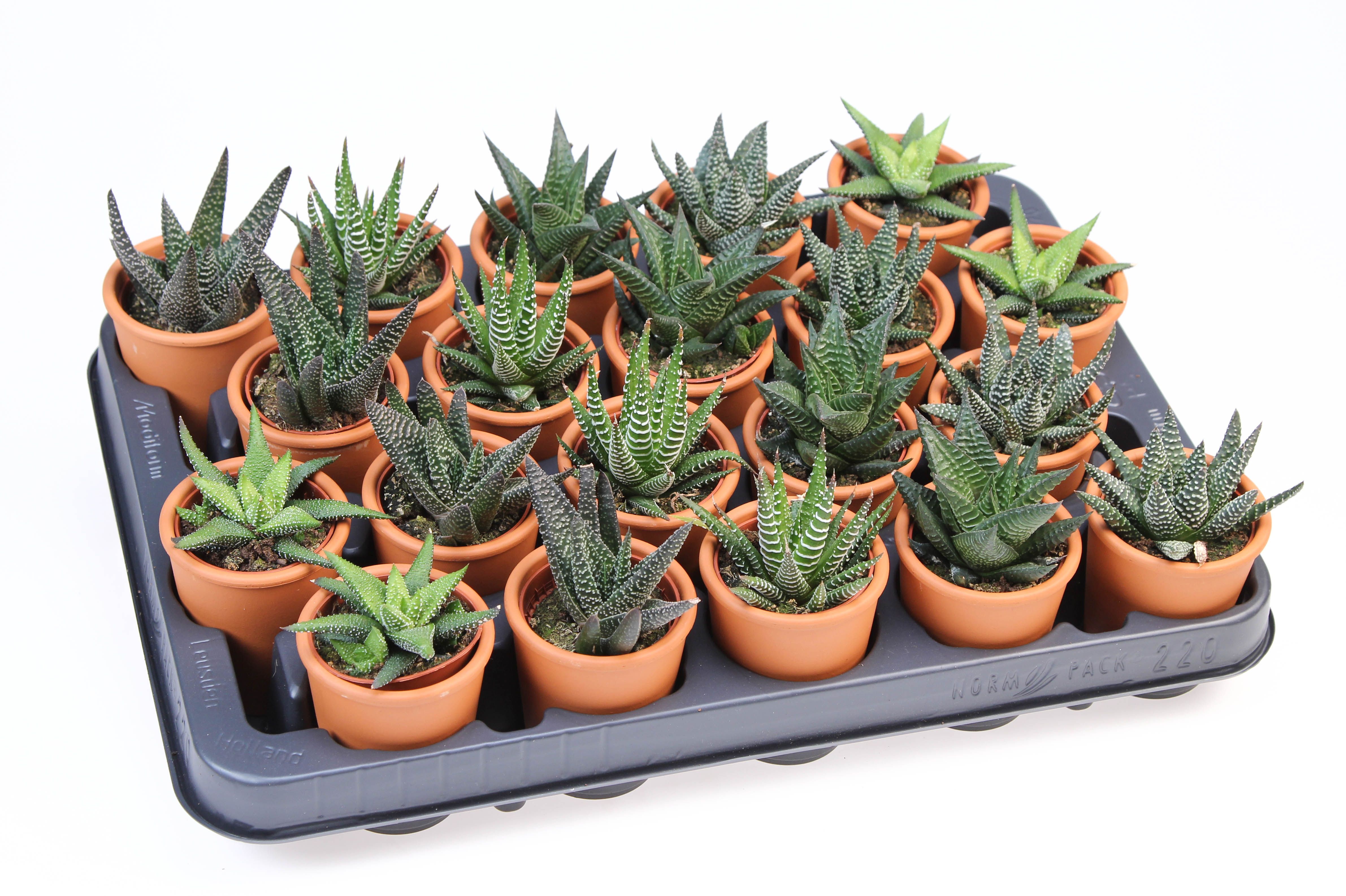 Haworthia mix in Rozenpot, D 5,5
