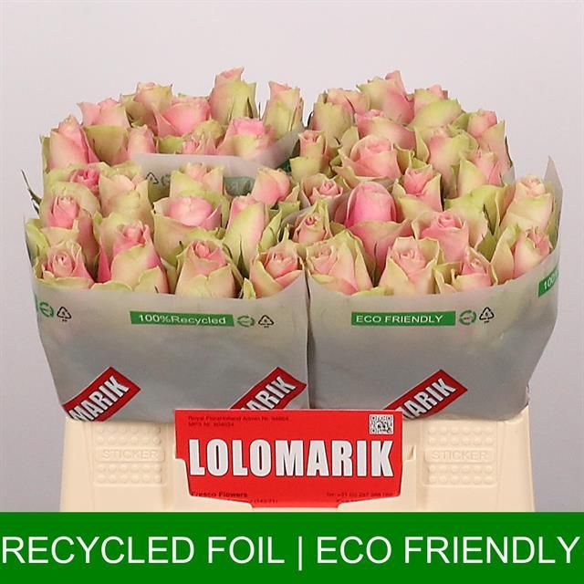 Роза од. Бель Роуз 35, шт.