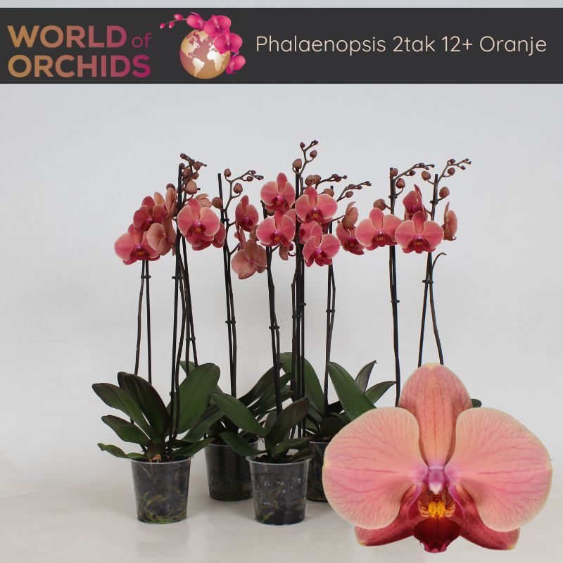 Phalaenopsis Oranje 2 Tak, 12+ Bloem, 60 cm, D 12 cm