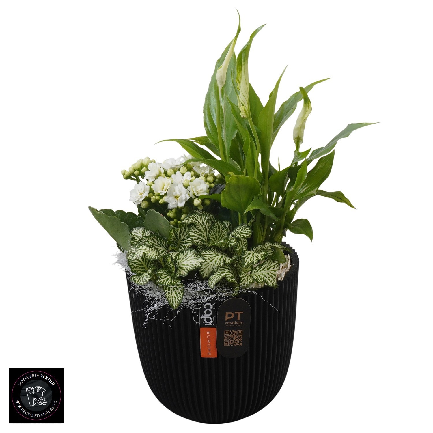 PTIB5209 Arrangement Indoor in capi pot, D 13